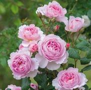 Rosa 'The Ancient Marriner'