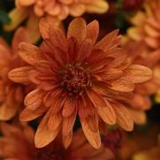 Chrysanthemum Garden Mum 'Kickin Spicy Orange'