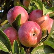 Malus domestica 'McIntosh'