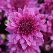Chrysanthemum Garden Mum 'Tribeca Pink Dark'