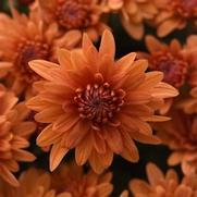 Chrysanthemum Garden Mum 'Tribeca Amber Orange'