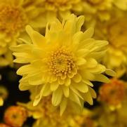 Chrysanthemum Garden Mum 'Tribeca Yellow' Chrysanthemum Garden Mum 'Tribeca Yellow'