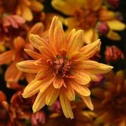 Chrysanthemum Garden Mum 'Butternut Goldn Brnz'