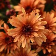 Chrysanthemum Garden Mum 'Carousel Glimmer Orange'