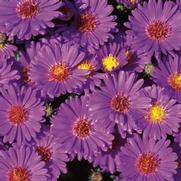 Aster novi-belgii 'Believer' Aster novi-belgii 'Believer'