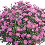 Aster novi-belgii 'Magic Pink' Aster novi-belgii 'Magic Pink'