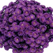 Aster novi-belgii 'Magic Purple' Aster novi-belgii 'Magic Purple'