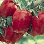 Malus domestica 'Red Delicious'