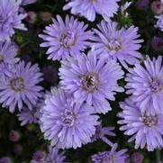 Aster novi-belgii 'Peter III'