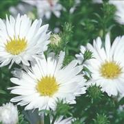 Aster novi-belgii 'Puff White' Aster novi-belgii 'Puff White'