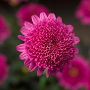 Argyranthemum frutescens 'Sassy Double Deep Rose'