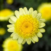 Argyranthemum frutescens 'Sassy Double Yellow'