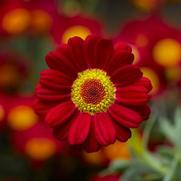 Argyranthemum frutescens 'Sassy Red'