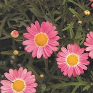 Argyranthemum frutescens 'Sassy Rose' Argyranthemum frutescens 'Sassy Rose'