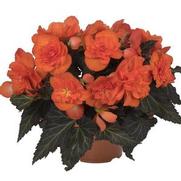 Begonia hybrid 'I'Conia Portofino Dark Orange'