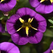 Calibrachoa Cabaret 'Midnight Kiss'