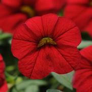 Calibrachoa Cabaret 'Bright Red' Calibrachoa Cabaret 'Bright Red'