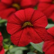 Calibrachoa Cabaret 'Bright Red'