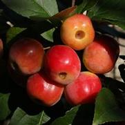 Malus domestica 'Royal Gala' Malus domestica 'Royal Gala'