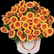 Calibrachoa Hula 'Gold Medal' Calibrachoa Hula 'Gold Medal'