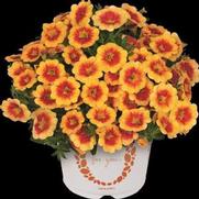 Calibrachoa Hula 'Gold Medal'