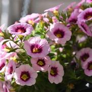 Calibrachoa Hula 'Pink Pastel' Calibrachoa Hula 'Pink Pastel'