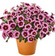 Calibrachoa Hula 'Soft Pink' Calibrachoa Hula 'Soft Pink'