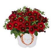 Calibrachoa Hula 'Red' Calibrachoa Hula 'Red'