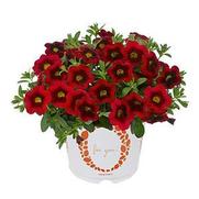 Calibrachoa Hula 'Red'