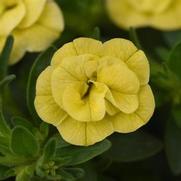 Calibrachoa MiniFamous 'Neo Double Lemon' Calibrachoa MiniFamous 'Neo Double Lemon'
