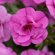 Calibrachoa MiniFamous 'Neo Double Pink' Calibrachoa MiniFamous 'Neo Double Pink'