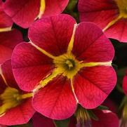 Calibrachoa MiniFamous 'Neo Red Hawaii' Calibrachoa MiniFamous 'Neo Red Hawaii'