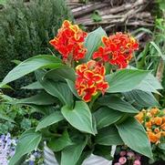 Canna Cannova 'Red Golden Flame'