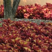 Coleus ChargedUp 'Henna' Coleus ChargedUp 'Henna'