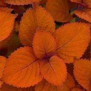Coleus ChargedUp 'Campfire' Coleus ChargedUp 'Campfire'