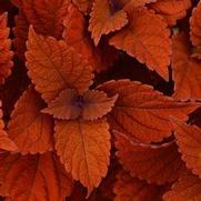Coleus ChargedUp 'Inferno' Coleus ChargedUp 'Inferno'