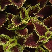 Coleus ChargedUp 'Coleosaurus'
