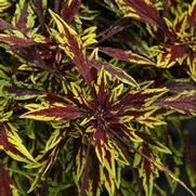 Coleus Flame Thrower 'Chipotle'