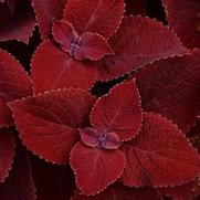 Coleus Ignite 'Ruby Slipper' Coleus Ignite 'Ruby Slipper'