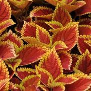 Coleus Volcanica 'Trusty Rusty'