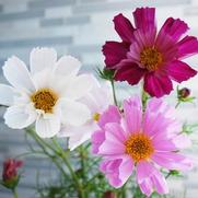 Cosmos Bipinnatus 'Sea Shells'