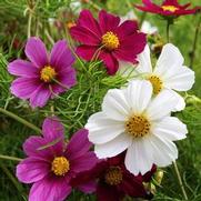 Cosmos Bipinnatus 'Versailles Mix'