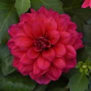 Dahlia hybrid 'Dalaya Raspberry'