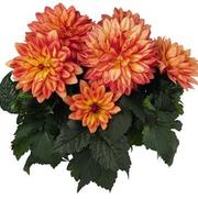 Dahlia hybrid 'XXL Tabasco' Dahlia hybrid 'XXL Tabasco'