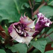 Datura Metel 'Ballerina Purple'