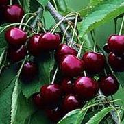 Prunus avium 'Stella' Prunus avium 'Stella'
