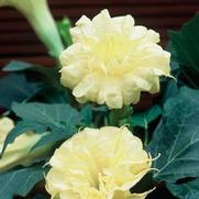 Datura Metel 'Ballerina Yellow'