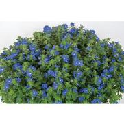 Evolvulus hybrid 'Beach Bum Blue' Evolvulus hybrid 'Beach Bum Blue'