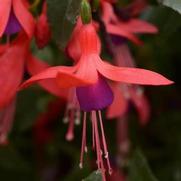 Fuchsia hybrid 'Bellinto Red and Blue'