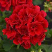 Geranium Zonal 'Galaxy Raspberry Sizzle'